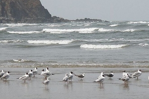 Bird Watching Locations in Goa